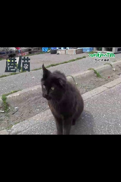 港猫~北海道の港で暮らすネコたち~